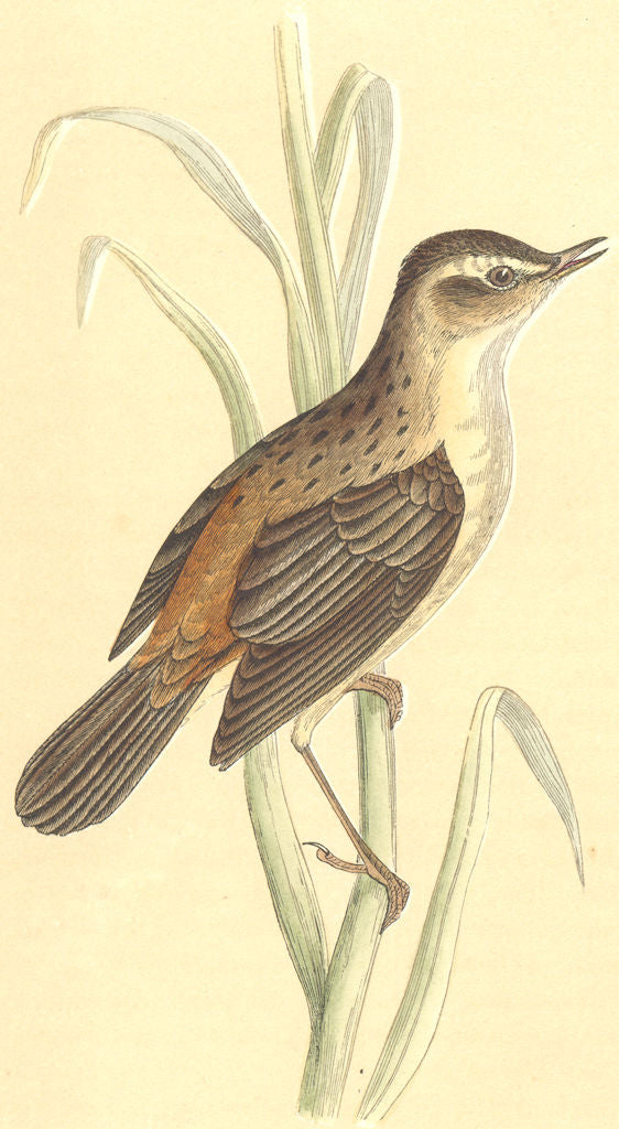BOTANICAL. Sedge Warbler. garden birds 1860 old antique vintage print picture